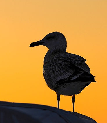 Maritime Solutions - Pixabay seagull-7401497_640